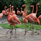 Chester Zoo