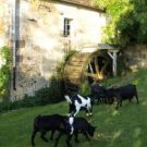 Une journ&eacute;e &agrave; la ferme
