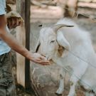 A la rencontre des animaux