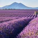 L'Or Bleu de la Provence