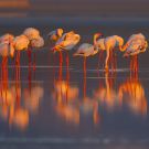 ECOSYSTEME DU DELTA DE L'EBRE