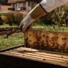AGRICULTURE DURABLE ET BIODIVERSITE