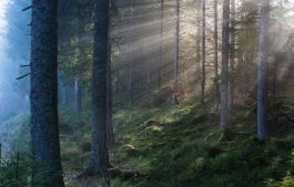 For&ecirc;t Noire : la cerise sur le g&acirc;teau